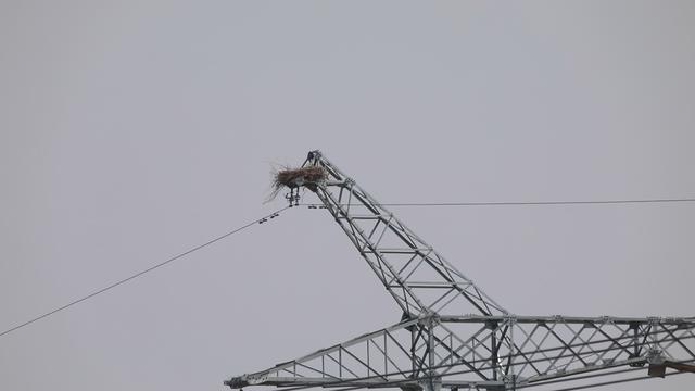 输电线路铁塔上的鸟巢国网吉林检修公司松原运维分部的工作人员,在
